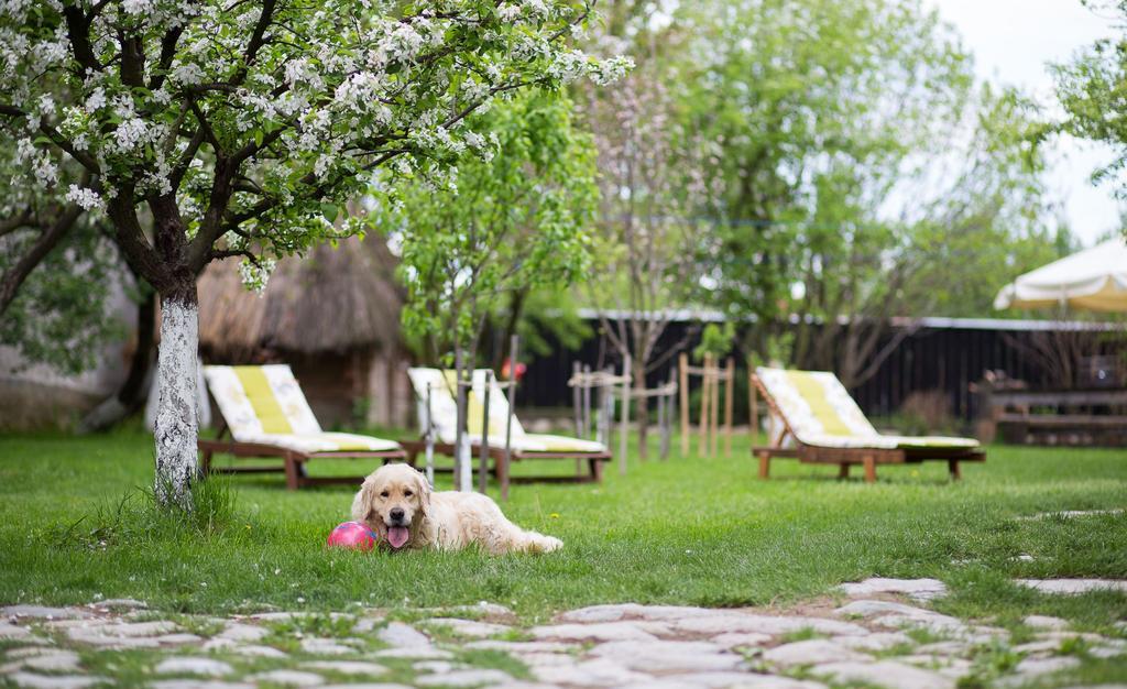 Casa Mosului - Transfagarasan Bed & Breakfast คือร์ตีโชอารา ภายนอก รูปภาพ