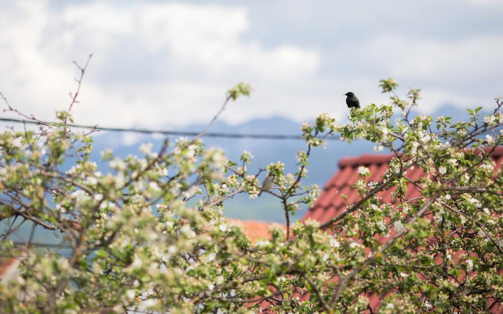 Casa Mosului - Transfagarasan Bed & Breakfast คือร์ตีโชอารา ภายนอก รูปภาพ