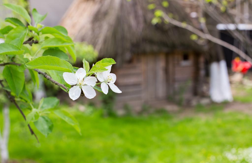 Casa Mosului - Transfagarasan Bed & Breakfast คือร์ตีโชอารา ภายนอก รูปภาพ