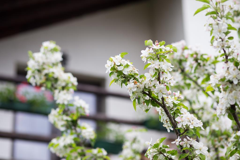 Casa Mosului - Transfagarasan Bed & Breakfast คือร์ตีโชอารา ภายนอก รูปภาพ